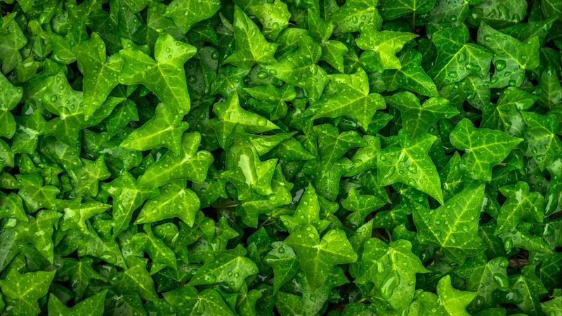 ivy, leaves, drops, plant, green, 4k
