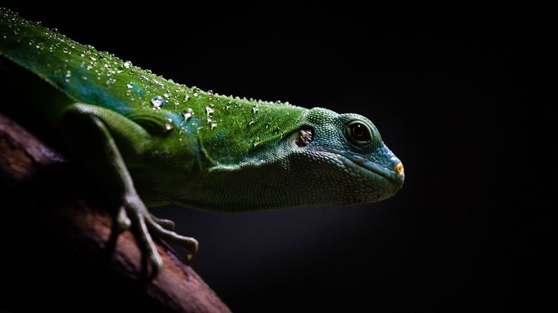 lizard, reptile, dark, 4k