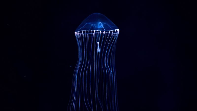 jellyfish, underwater world, dark, tentacles, 4k