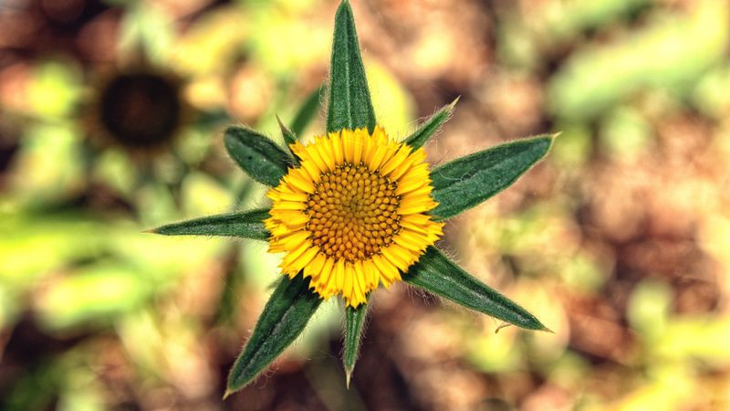 flower, yellow, leaves, blur, close-up, 4k