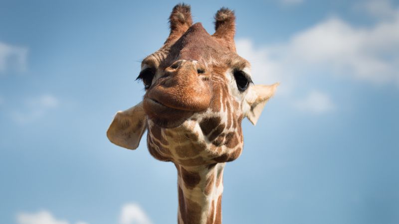 giraffe, muzzle, funny, 4k