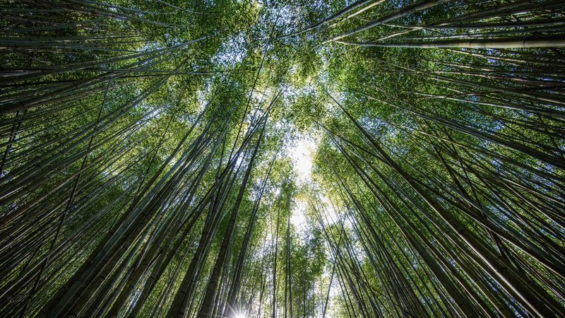 trees, bottom view, bamboo, light, 4k