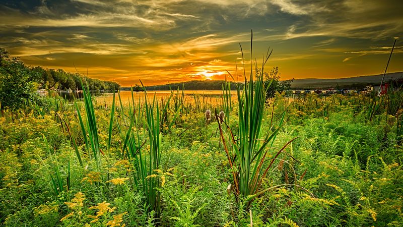 grass, river, sunset, horizon, summer, 4k