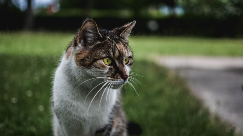 cat, muzzle, sitting, observant, 4k