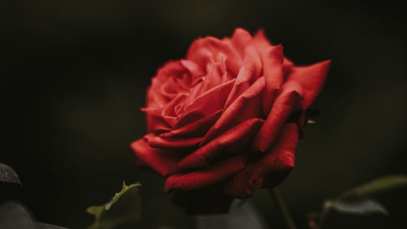rose, bud, red, flower, blur, 4k