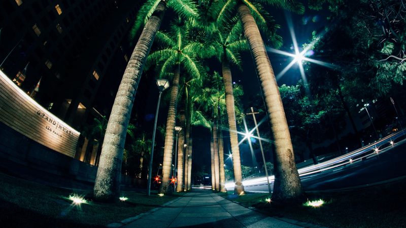 palms, night, street, lighting, 4k