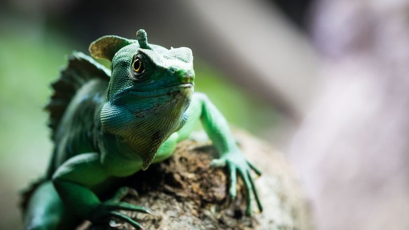chameleon, reptile, cute, green, 4k