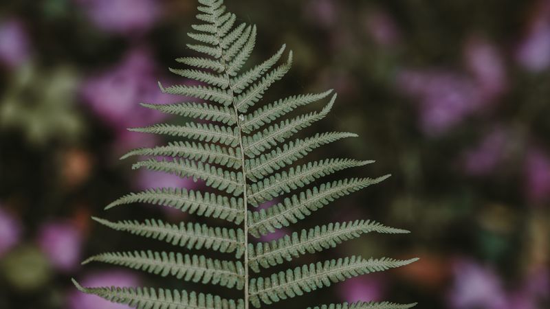 fern, leaf, green, plant, blur, 4k