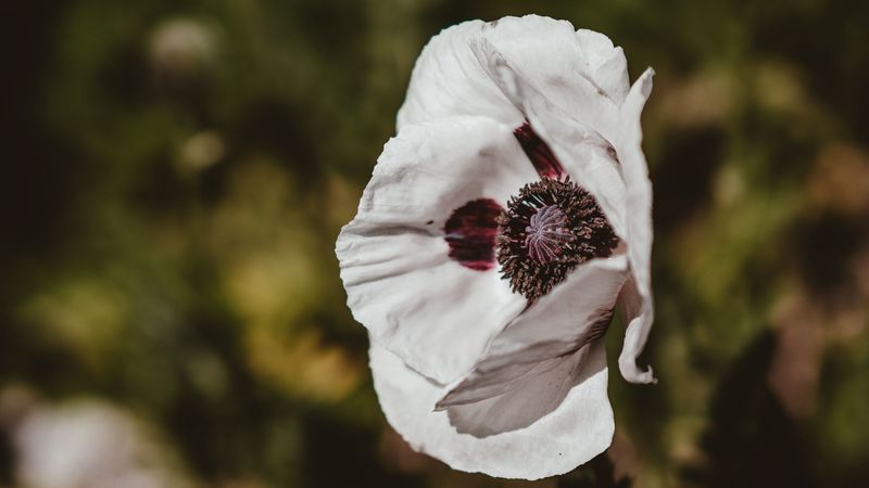 poppy, flower, white, blur, 4k