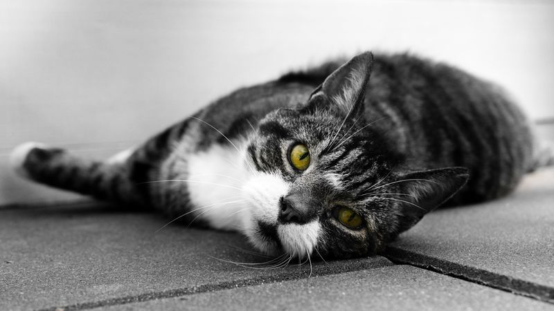 cat, muzzle, look, lies, bw, 4k
