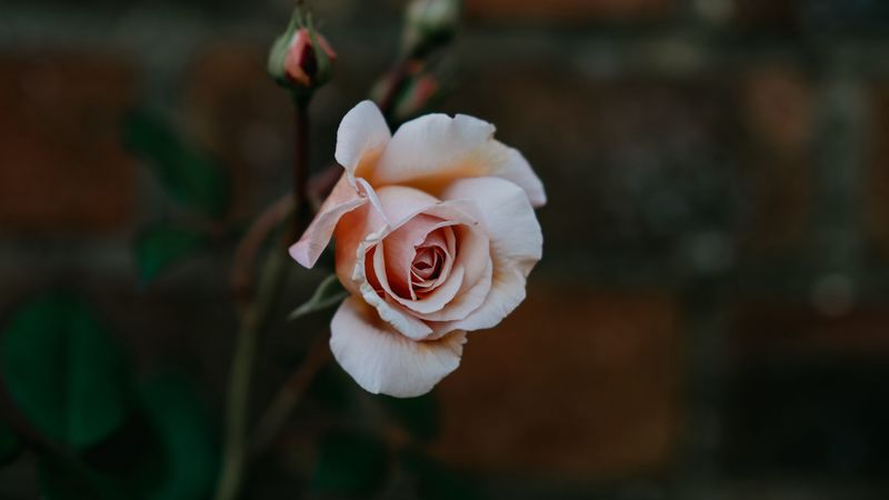 rose, bud, pink, petals, blur, 4k