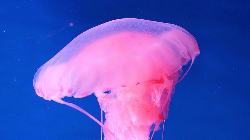 jellyfish, underwater world, pink, 4k