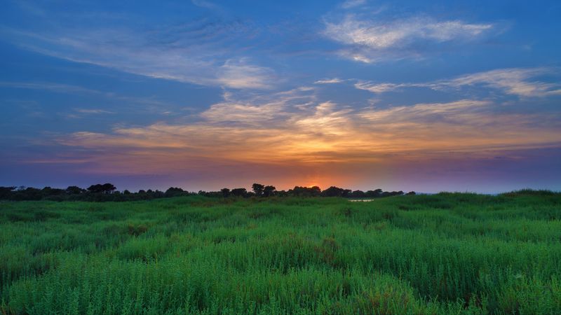 salicornia, field, sunset, horizon, grass, sky, clouds, 4k
