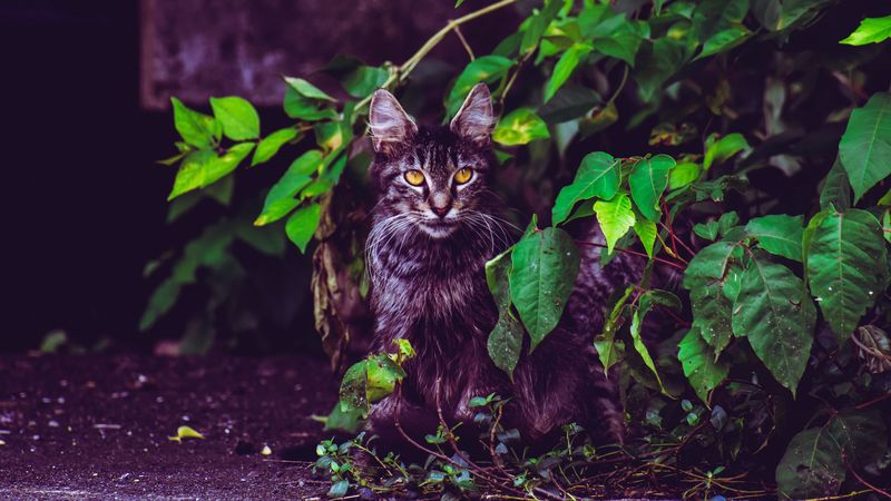 cat, foliage, furry, sitting, 4k