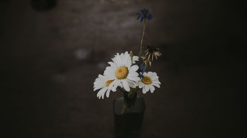 chamomile, bouquet, vase, field flowers, composition, 4k