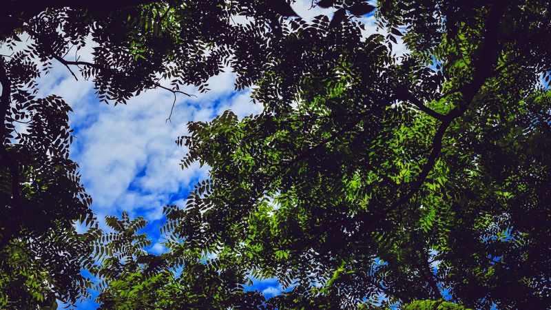 leaves, tree, branches, sky, 4k