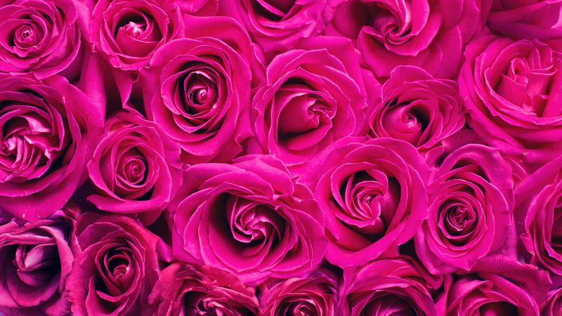 roses, pink, flowers, bouquet, petals, 4k