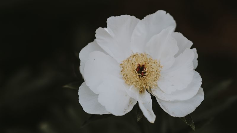 peony, flower, white, close-up, motion blur, 4k
