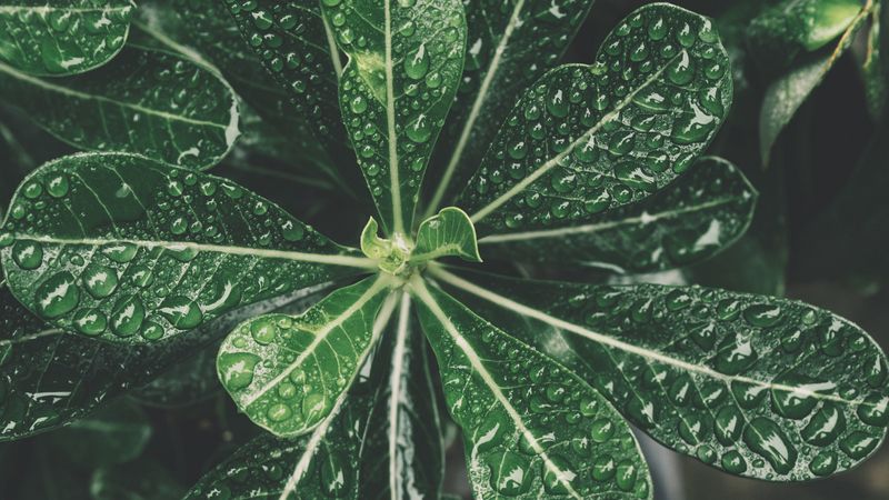 leaves, drops, bonsai, plant, 4k