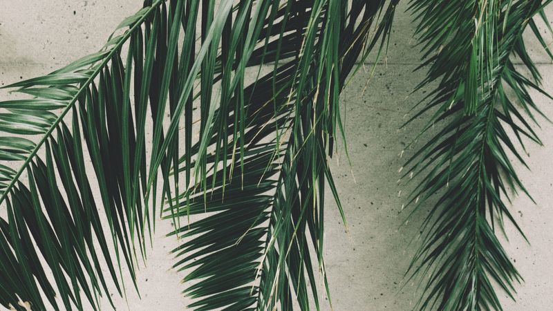 leaves, palm, branches, wall, 4k