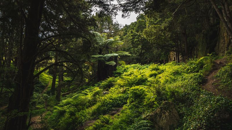 trees, green, trekking, exploration, travel, waipu, new zealand, 4k