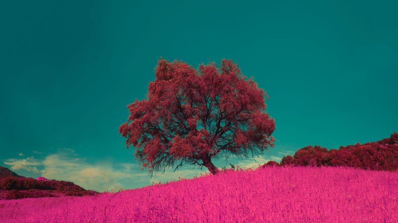 tree, pink, photoshop, grass, lonely, 4k