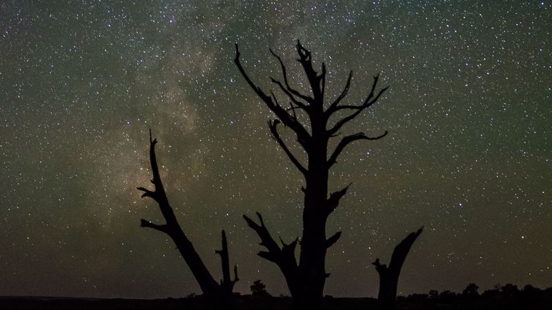starry sky, trees, silhouettes, stars, night, 4k