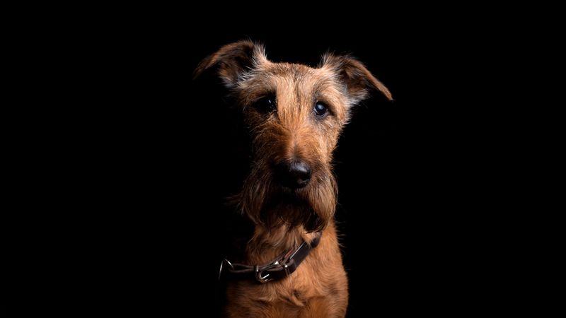 irish terrier, dog, muzzle, collar, look, 4k