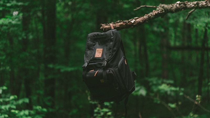 backpack, branch, forest, travel, 4k