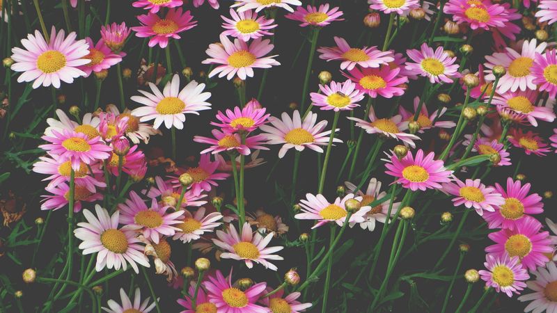 chamomile, flowers, flower bed, pink, 4k