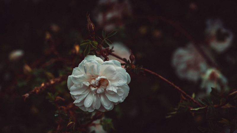 flower, white, drops, bush, petals, 4k
