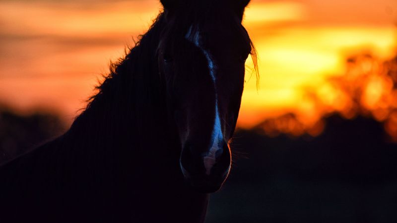 horse, silhouette, ears, mane, sunset, 4k