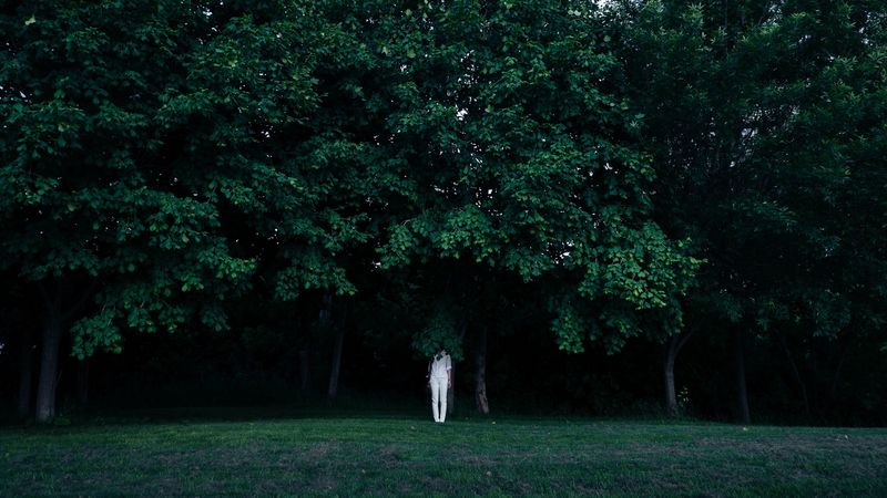 trees, person, contrast, green, white, hide, 4k