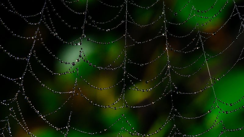 spider web, drops, macro, blur, 4k