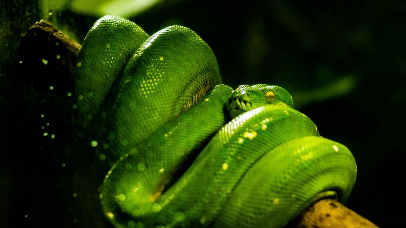 snake, green, reptile, 4k