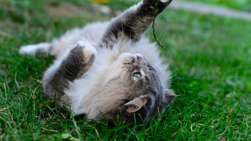 cat, playful, fluffy, lies, 4k