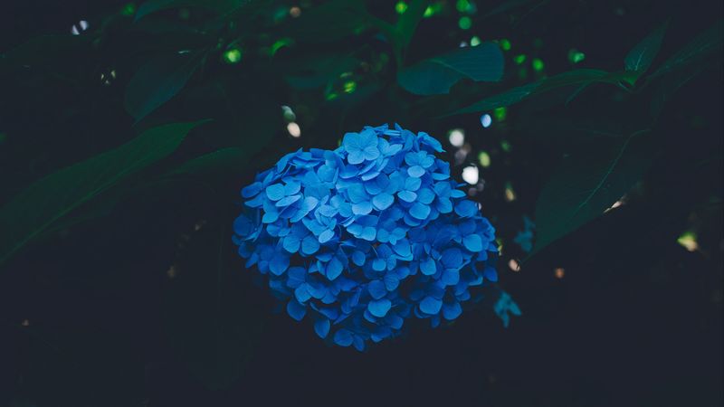 hydrangea, blue, bush, inflorescence, 4k