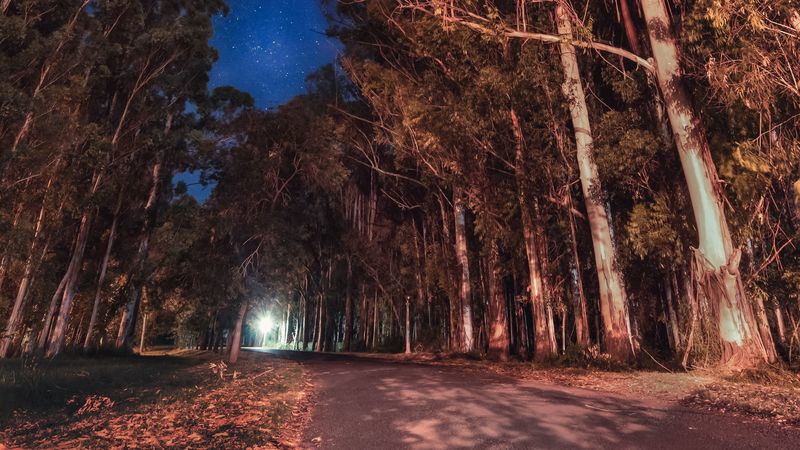 trees, night, stars, road, parana, entre rios, argentina, 4k