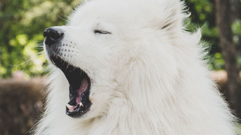 japanese spitz, dog, yawn, cute, fluffy, 4k