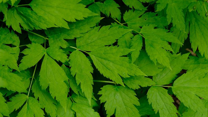 leaves, green, branch, 4k