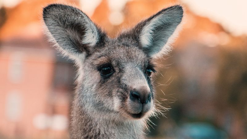 kangaroo, ears, look, cute, australia, 4k