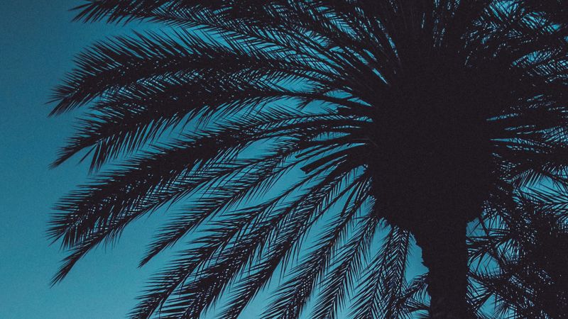 palms, sunset, trees, leaves, silhouettes, sky, 4k