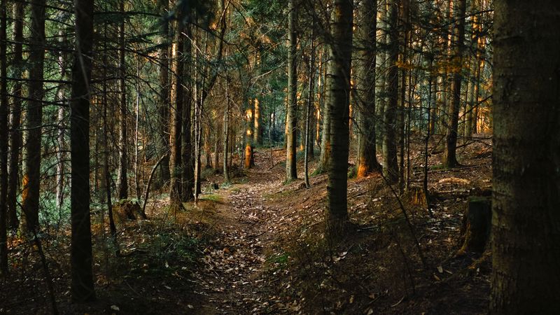 forest, pine, path, 4k