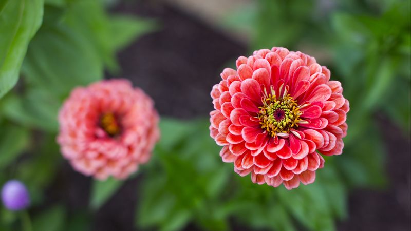 dahlias, flower, petals, blur, pink, close-up, 4k