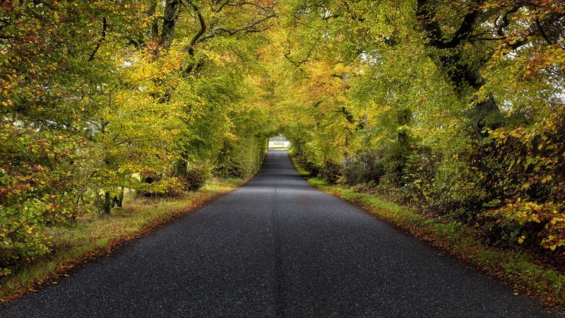 trees, road, autumn, scotland, 4k