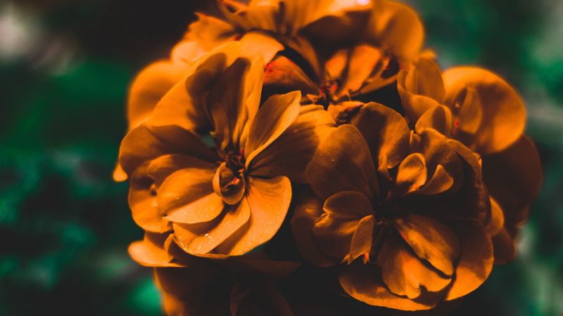 flowers, orange, macro, blur, gentle, 4k