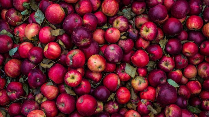 apples, harvest, ripe, red, pink, 4k