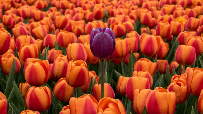 tulips, flower bed, contrast, flowers, orange, purple, 4k