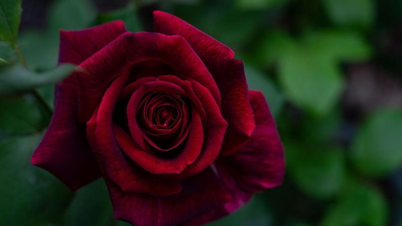 rose, petals, red, bud, flower, 4k