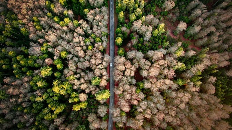 road, aerial view, forest, marking, 4k